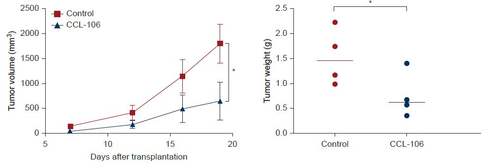 CCL-106 tumor volume and tumor weight graphs showing significant reduction versus untreated control in PDAC mouse model over 19 days post transplantation