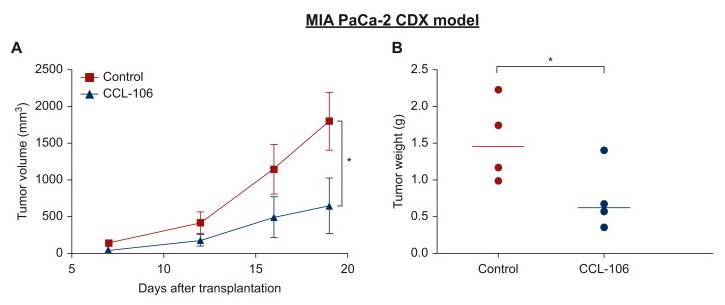 MIA PaCa-2 CDX model graphs showing CCL-106 reducing tumor volume and tumor weight significantly versus untreated control over 19 days post transplantation with asterisk indicating statistical significance
